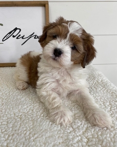 F1B Mini Bernedoodle of  Bingo & Goose